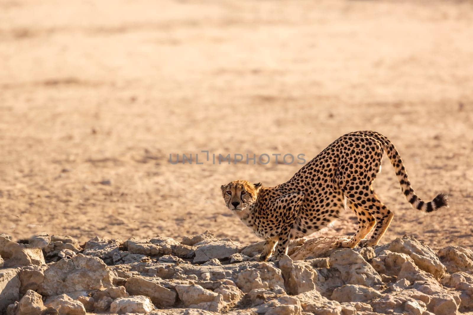 Cheetah standing at waterhole in Kgalagadi transfrontier park, South Africa ; Specie Acinonyx jubatus family of Felidae