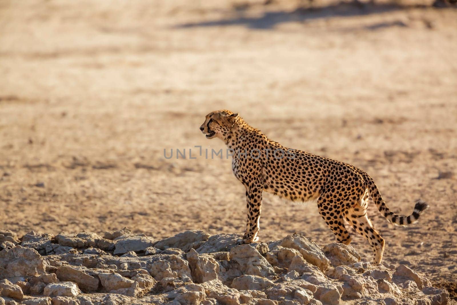 Lion in Kgalagadi transfrontier park, South Africa by PACOCOMO