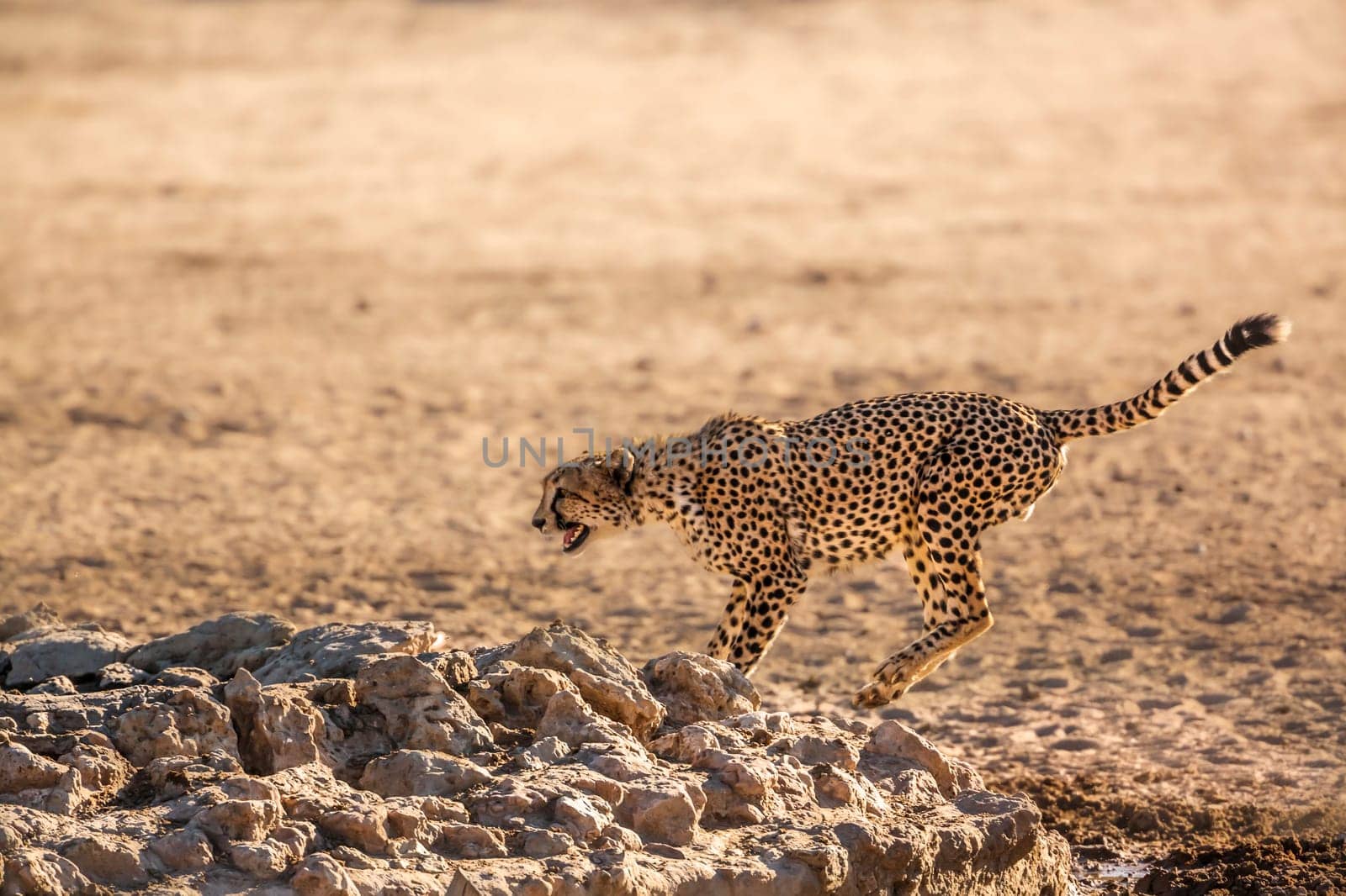 Lion in Kgalagadi transfrontier park, South Africa by PACOCOMO