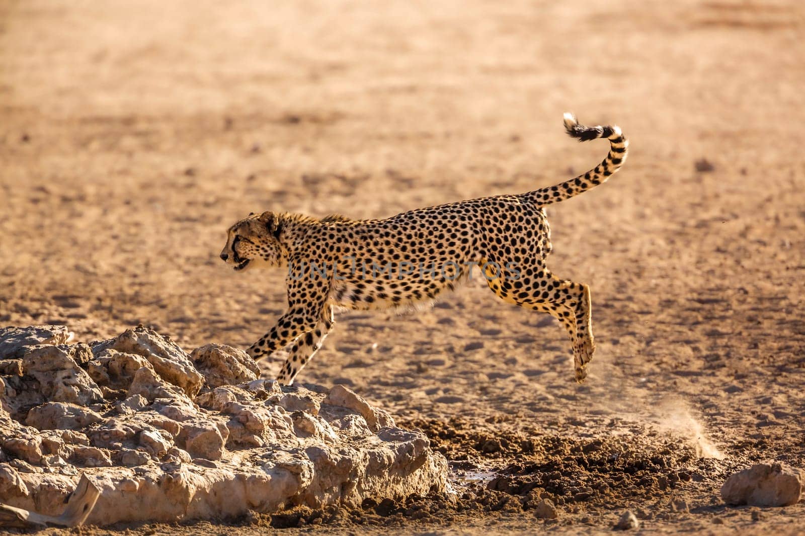 Lion in Kgalagadi transfrontier park, South Africa by PACOCOMO