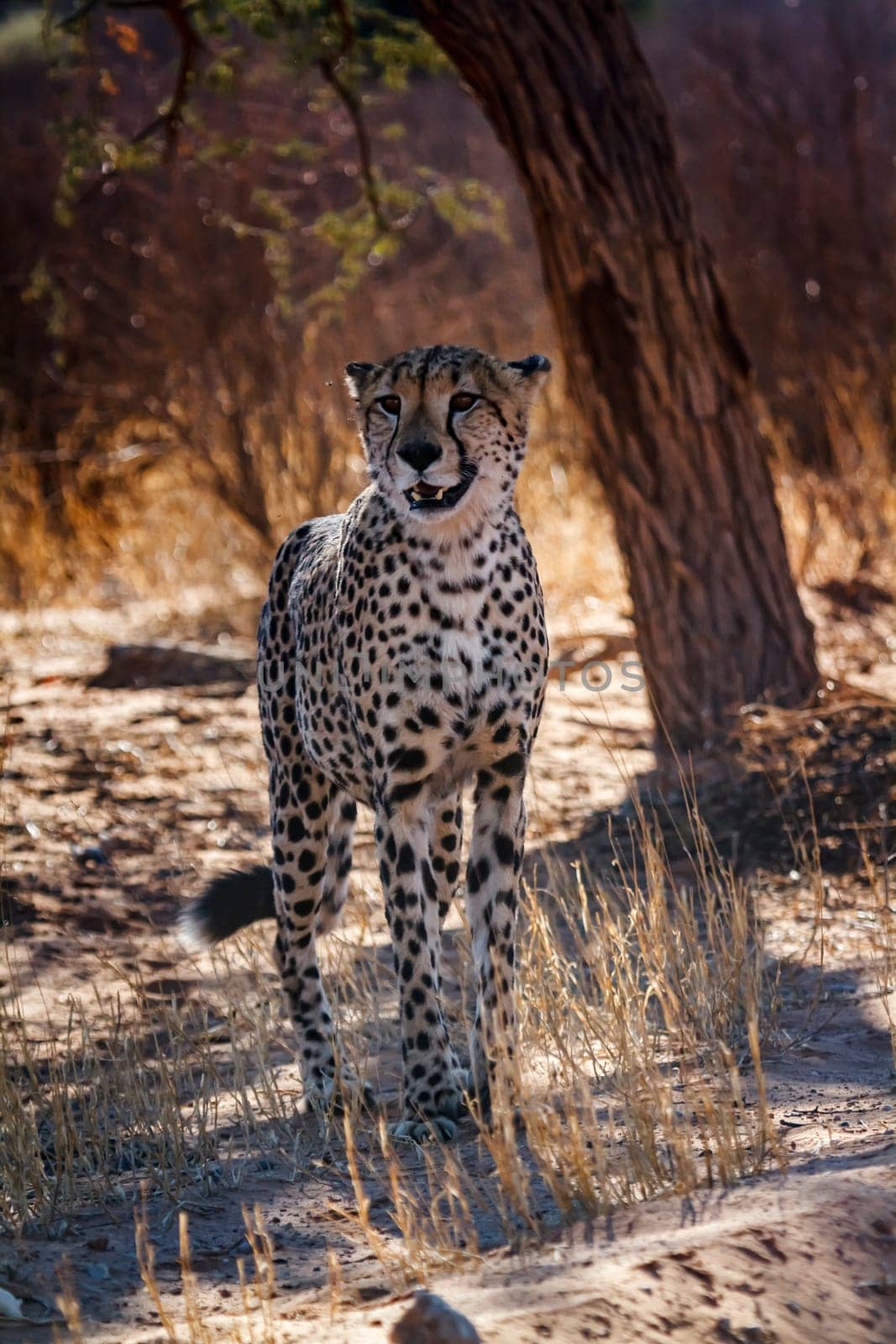 Cheetah male calling standing in backlit in Kgalagadi transfrontier park, South Africa ; Specie Acinonyx jubatus family of Felidae