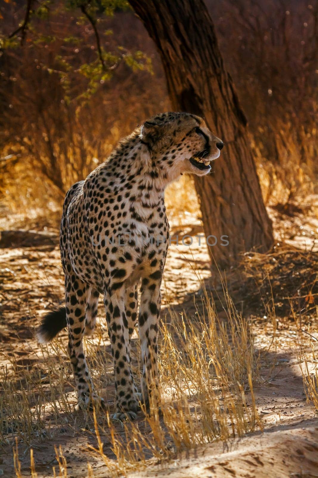 Lion in Kgalagadi transfrontier park, South Africa by PACOCOMO