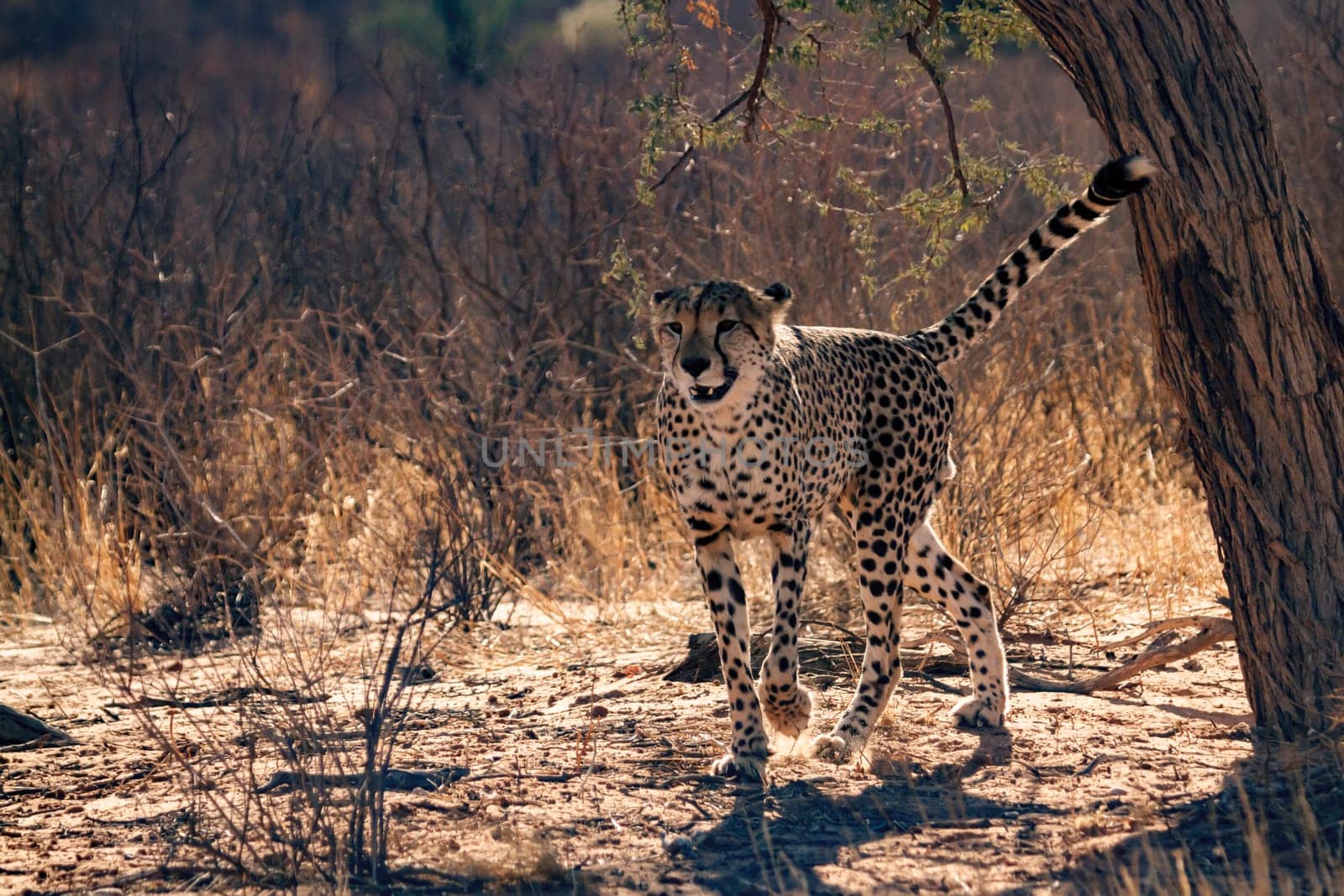 Cheetah stalking front view in Kgalagadi transfrontier park, South Africa ; Specie Acinonyx jubatus family of Felidae
