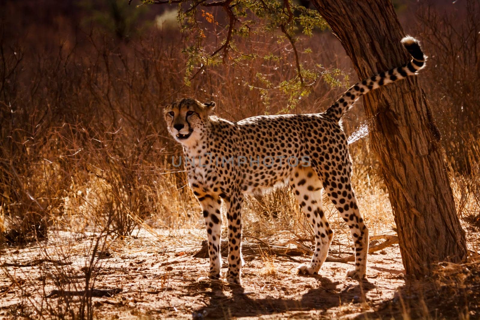 Cheetah spreading marking territory in backlit in Kgalagadi transfrontier park, South Africa ; Specie Acinonyx jubatus family of Felidae