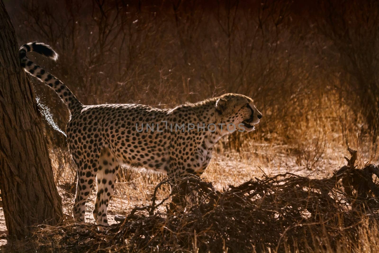 Cheetah spreading marking territory in backlit in Kgalagadi transfrontier park, South Africa ; Specie Acinonyx jubatus family of Felidae