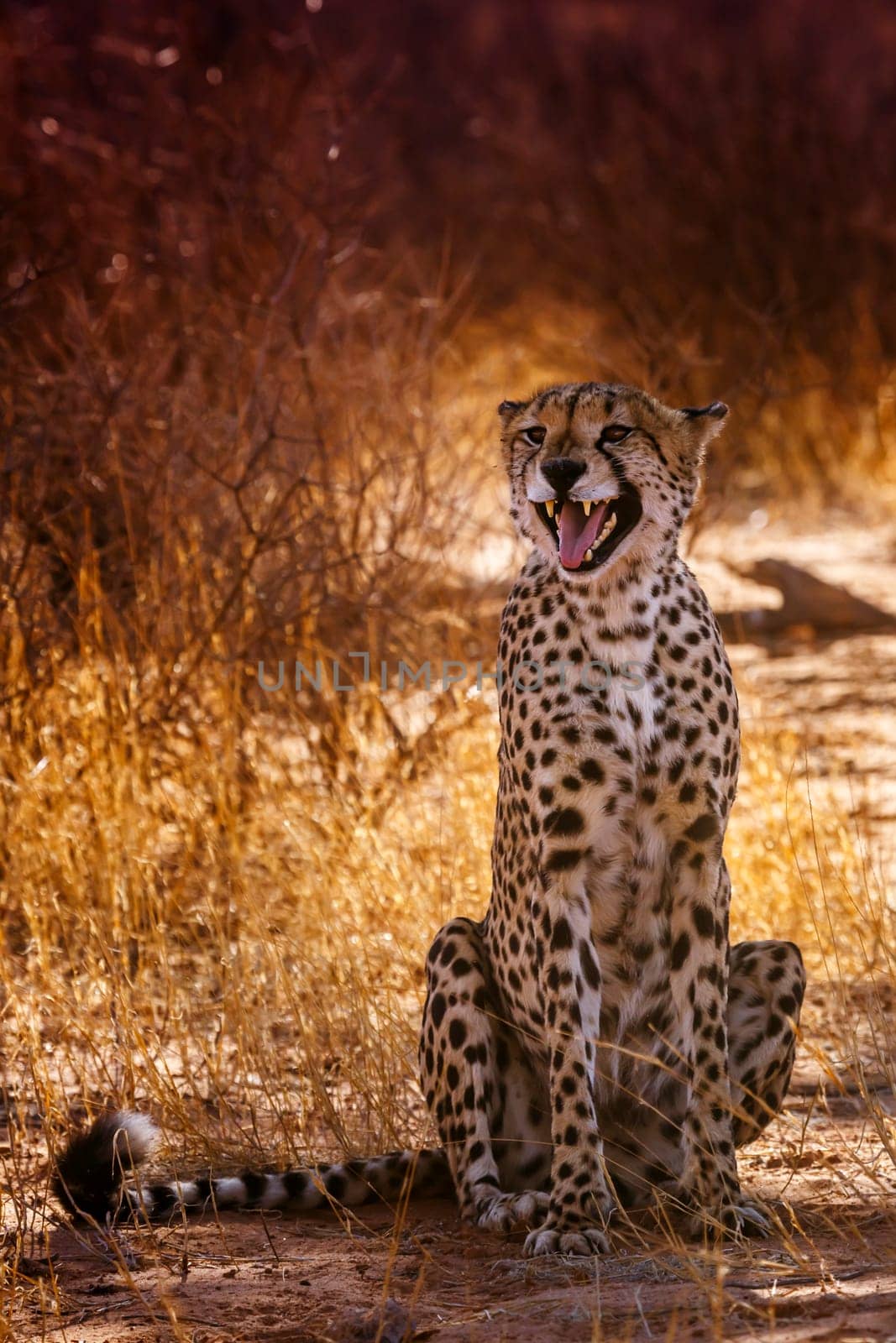 Cheetah sitting and calling front view in Kgalagadi transfrontier park, South Africa ; Specie Acinonyx jubatus family of Felidae