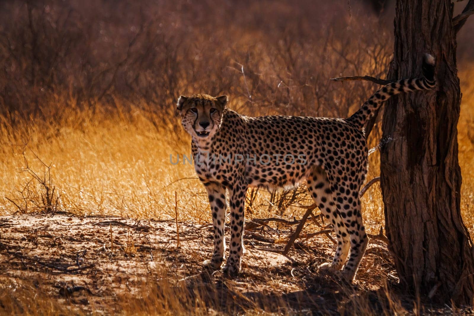 Lion in Kgalagadi transfrontier park, South Africa by PACOCOMO