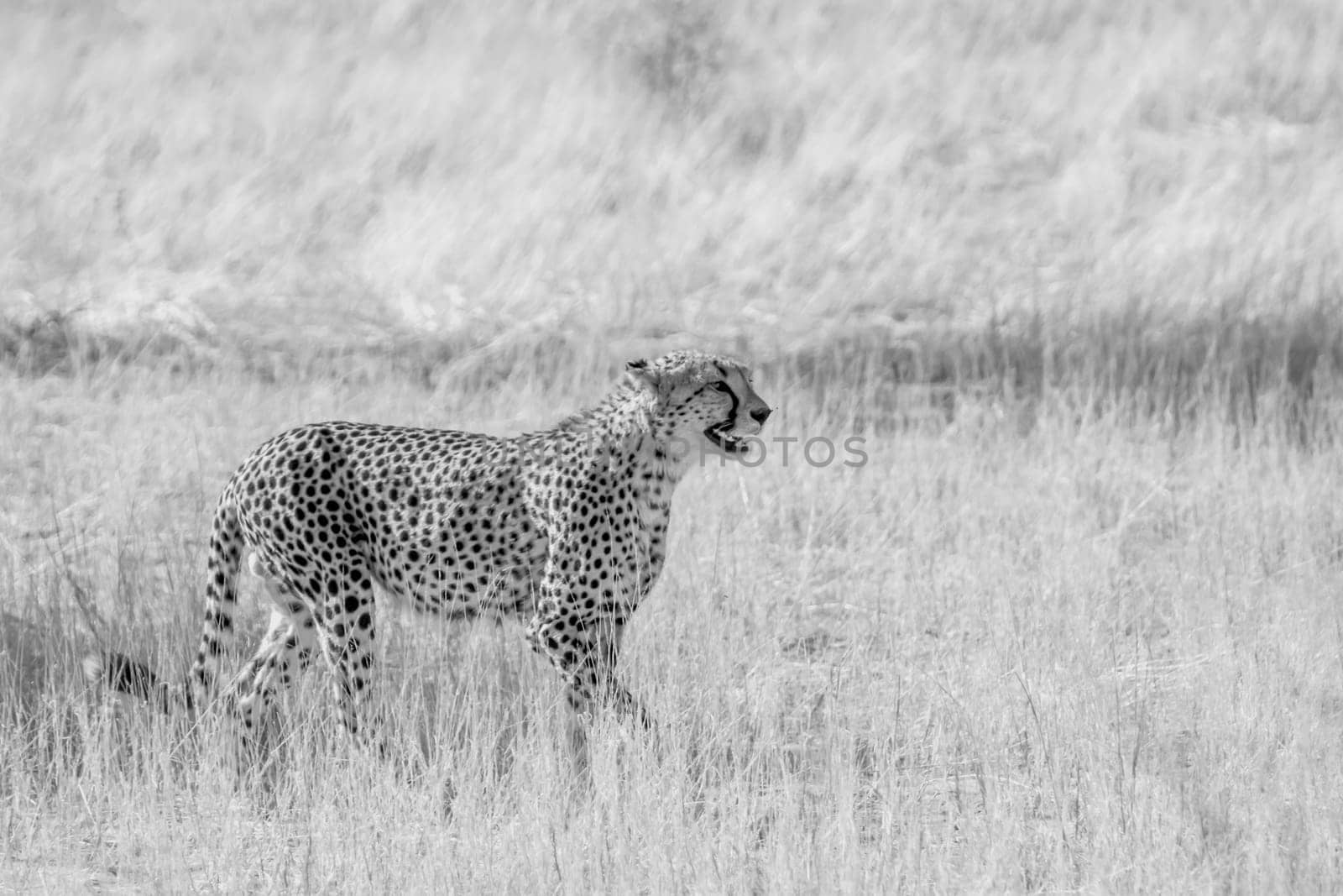 Cheetah stalking in dry savannah in Kgalagadi transfrontier park, South Africa ; Specie Acinonyx jubatus family of Felidae