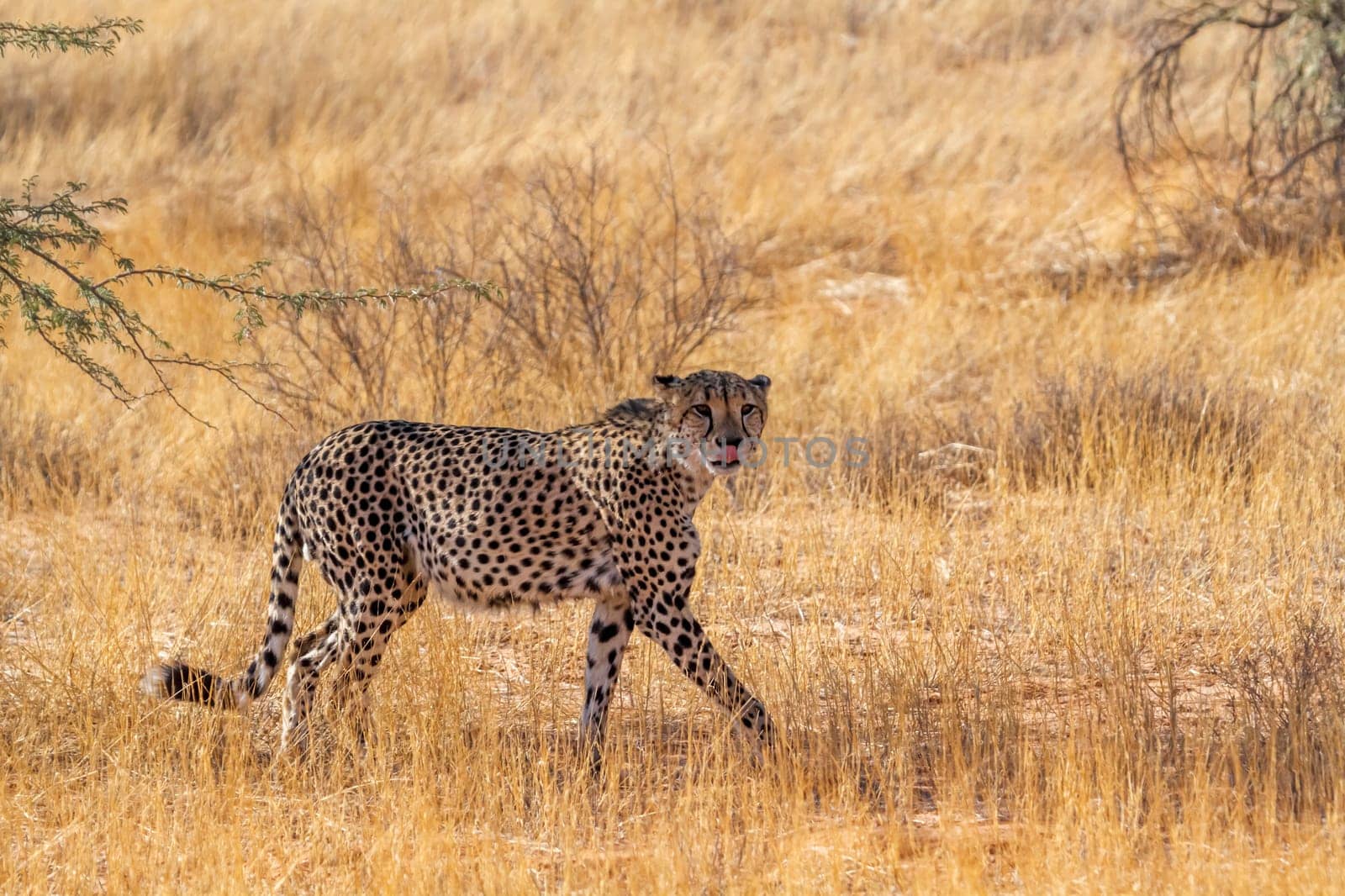 Cheetah stalking in dry savannah in Kgalagadi transfrontier park, South Africa ; Specie Acinonyx jubatus family of Felidae