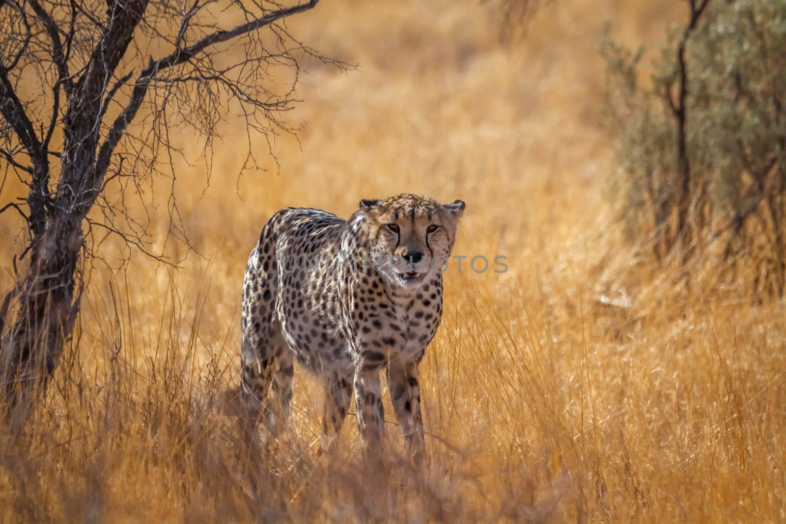 Cheetah walking front view in dry savannah in Kgalagadi transfrontier park, South Africa ; Specie Acinonyx jubatus family of Felidae