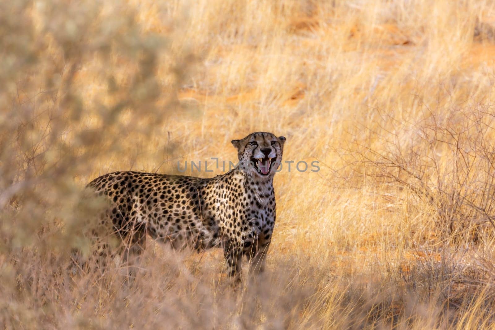 Cheetah roaring in dry savannah in Kgalagadi transfrontier park, South Africa ; Specie Acinonyx jubatus family of Felidae