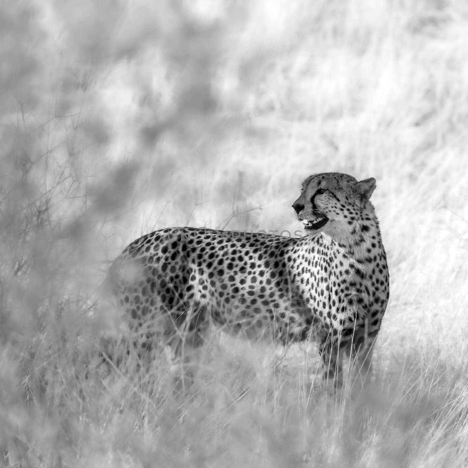 Cheetah roaring in dry savannah in Kgalagadi transfrontier park, South Africa ; Specie Acinonyx jubatus family of Felidae