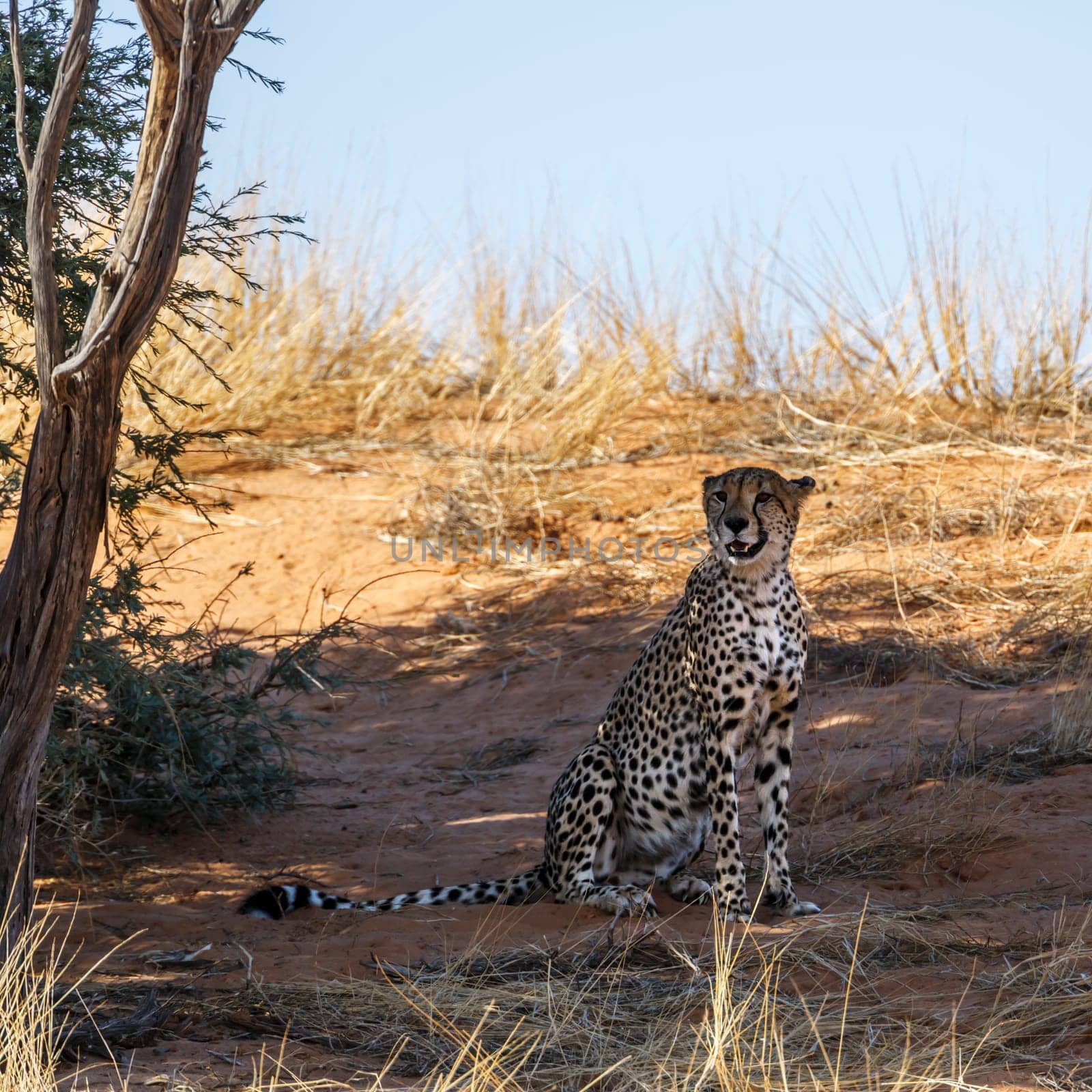 Cheetah sitting under tree shadow in Kgalagadi transfrontier park, South Africa ; Specie Acinonyx jubatus family of Felidae