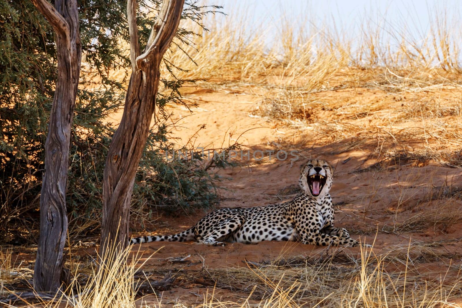 Lion in Kgalagadi transfrontier park, South Africa by PACOCOMO