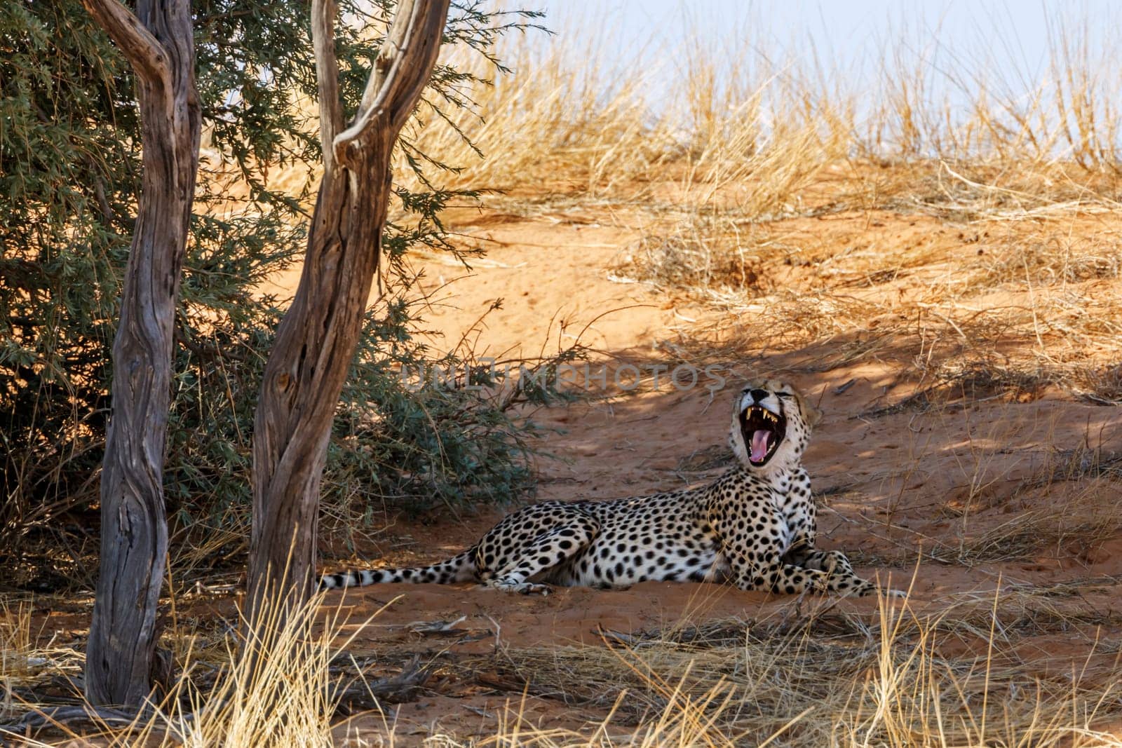 Cheetah chilling down and yawning under tree in Kgalagadi transfrontier park, South Africa ; Specie Acinonyx jubatus family of Felidae