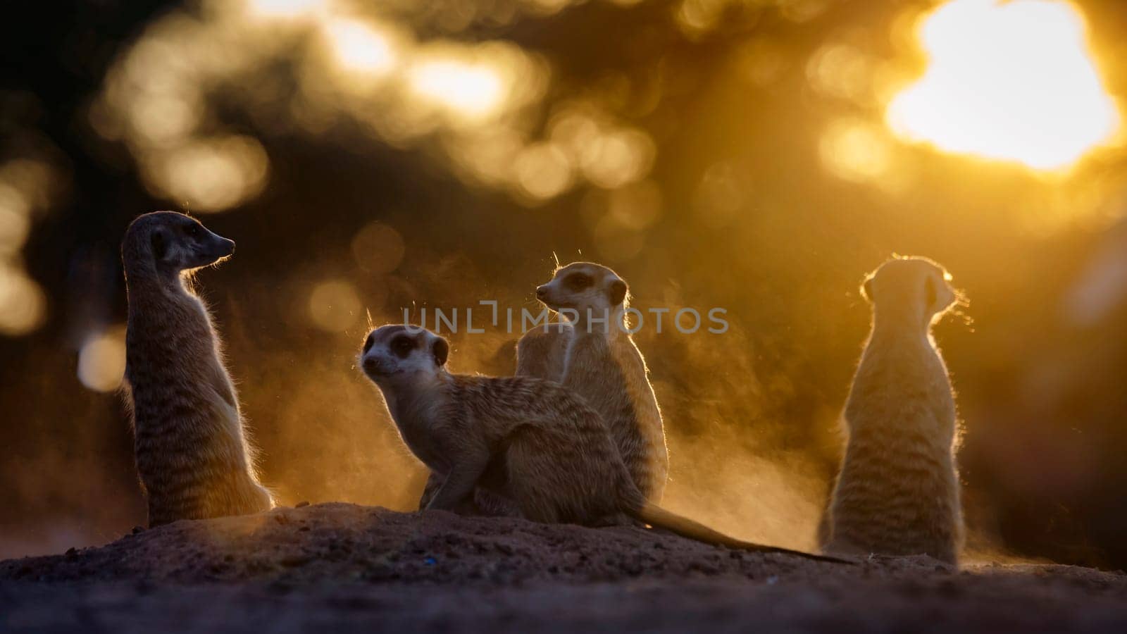 Meerkat family at sunset in dust in Kgalagadi transfrontier park, South Africa;  specie Suricata suricatta family of Herpestidae