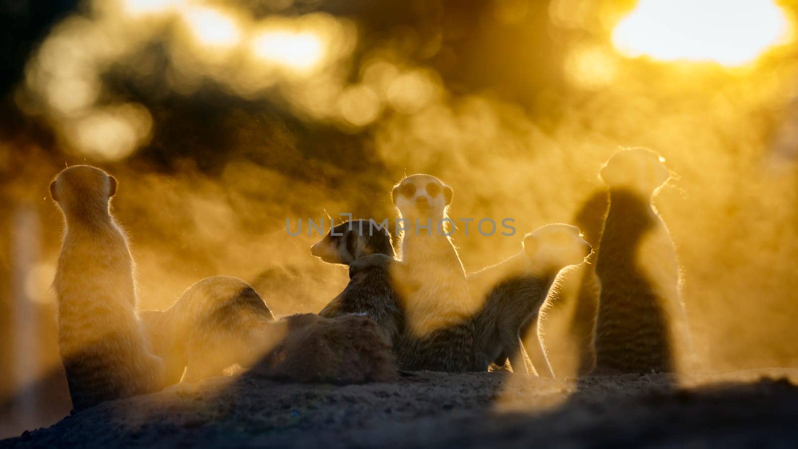 Meerkats family watching sunset in Kgalagadi transfrontier park, South Africa; specie Suricata suricatta family of Herpestidae