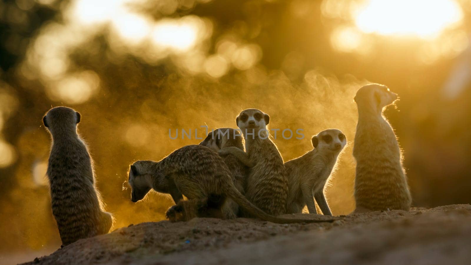 Meerkats family watching sunset in Kgalagadi transfrontier park, South Africa; specie Suricata suricatta family of Herpestidae