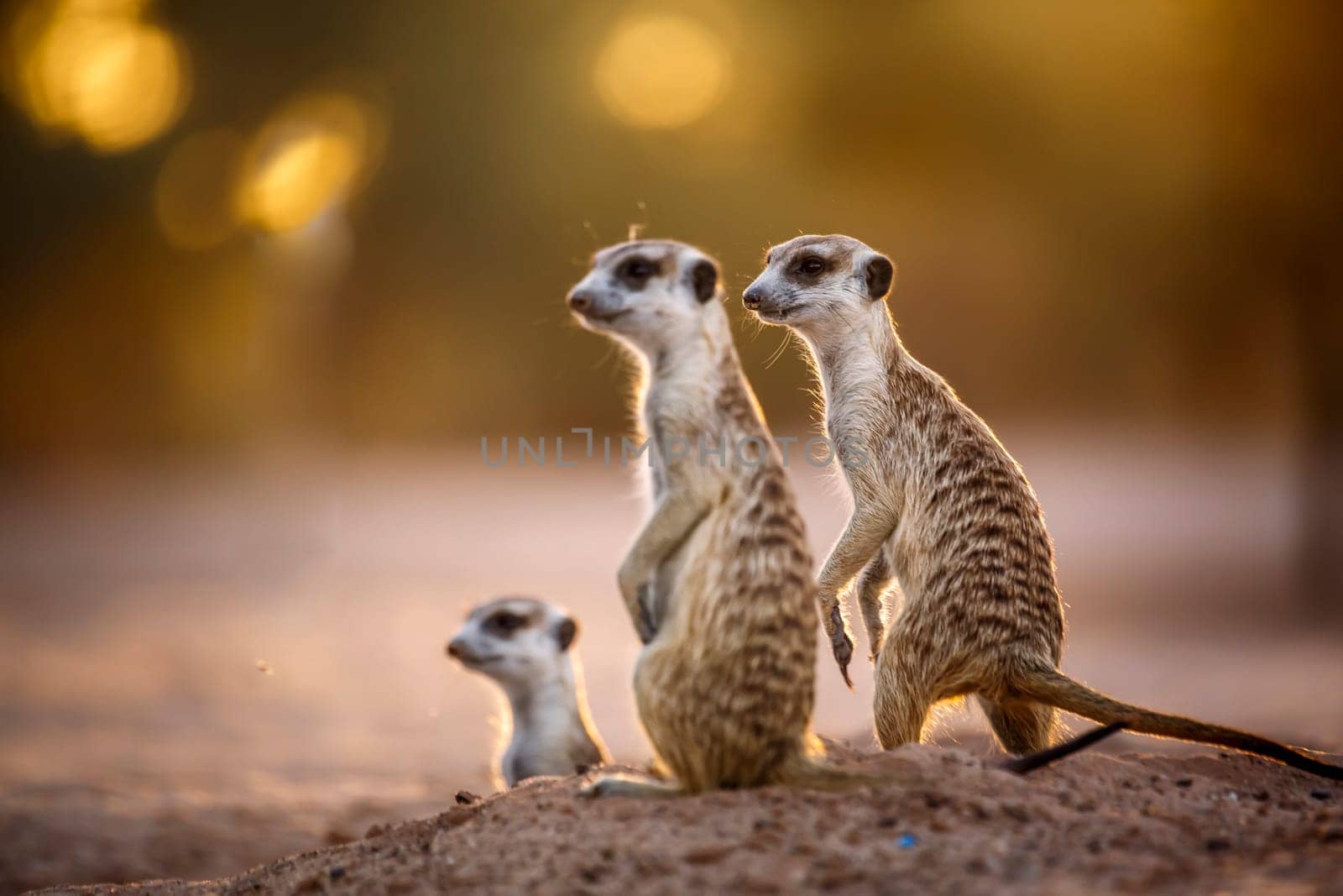 Three Meerkats in alert at dawn in Kgalagadi transfrontier park, South Africa; specie Suricata suricatta family of Herpestidae