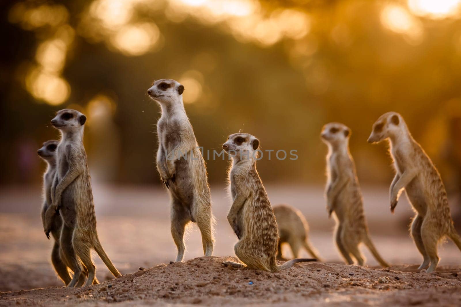 Small group of Meerkats in alert at dawn in Kgalagadi transfrontier park, South Africa; specie Suricata suricatta family of Herpestidae