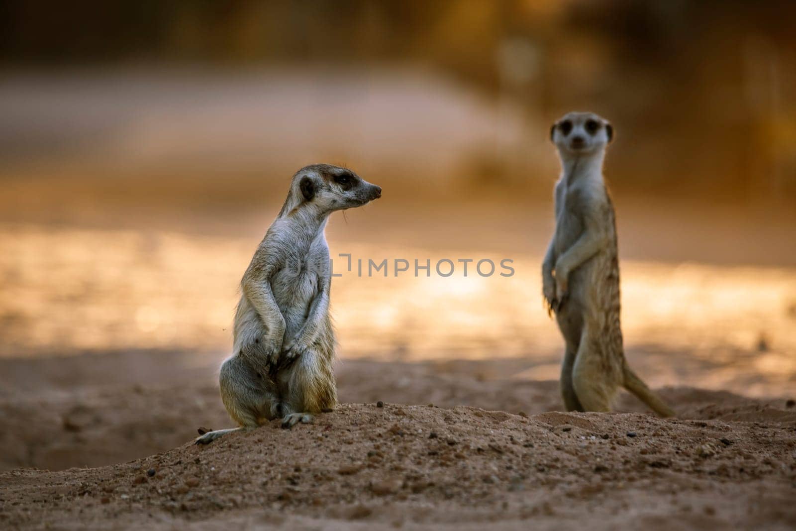 Two Meerkats standing in backlit at dusk in Kgalagadi transfrontier park, South Africa; specie Suricata suricatta family of Herpestidae