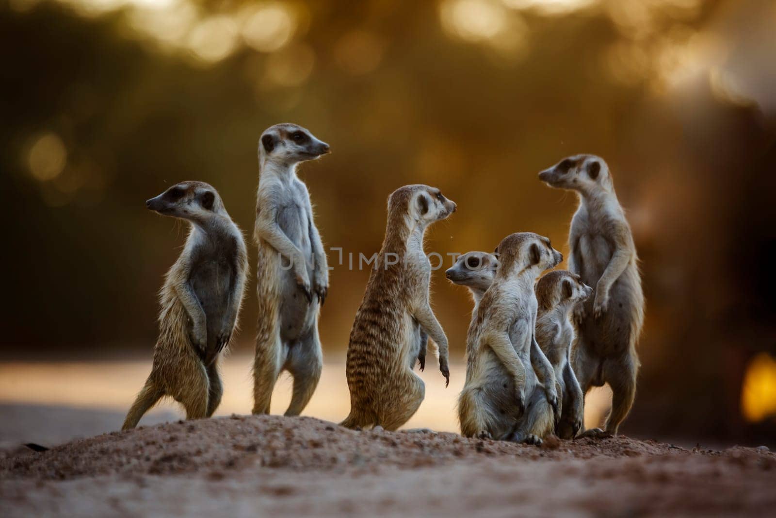 Small group of Meerkats in alert at dawn in Kgalagadi transfrontier park, South Africa; specie Suricata suricatta family of Herpestidae