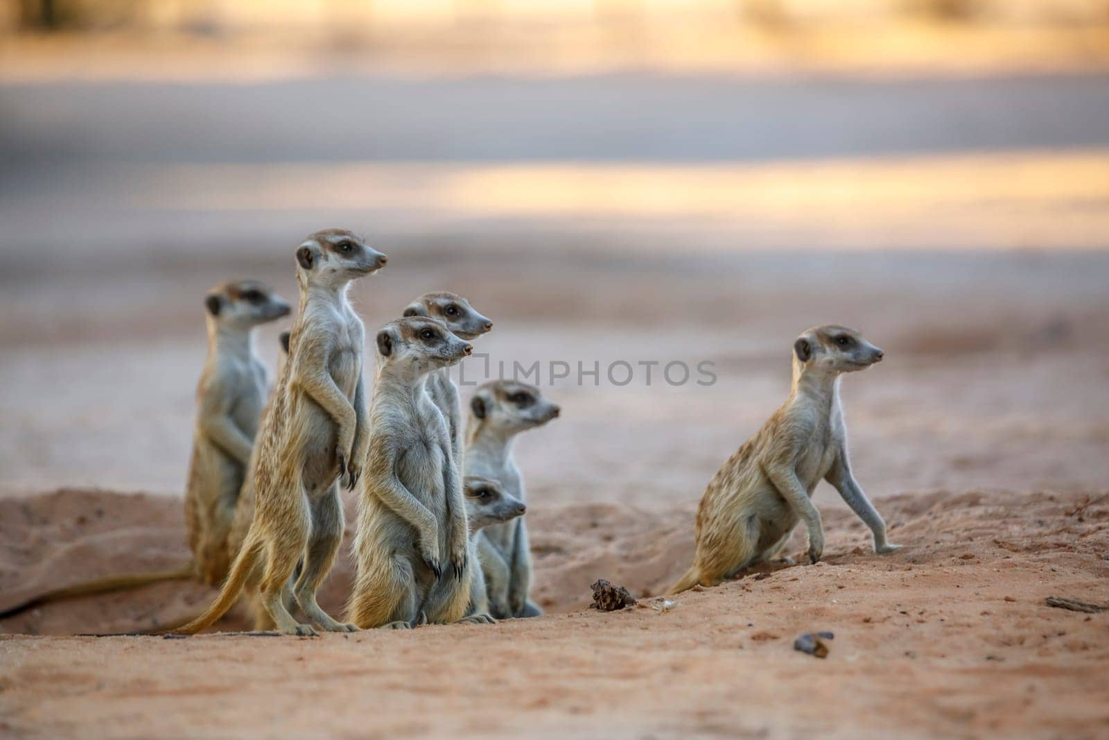 Smalll group of Meerkats in alert at dusk in Kgalagadi transfrontier park, South Africa; specie Suricata suricatta family of Herpestidae