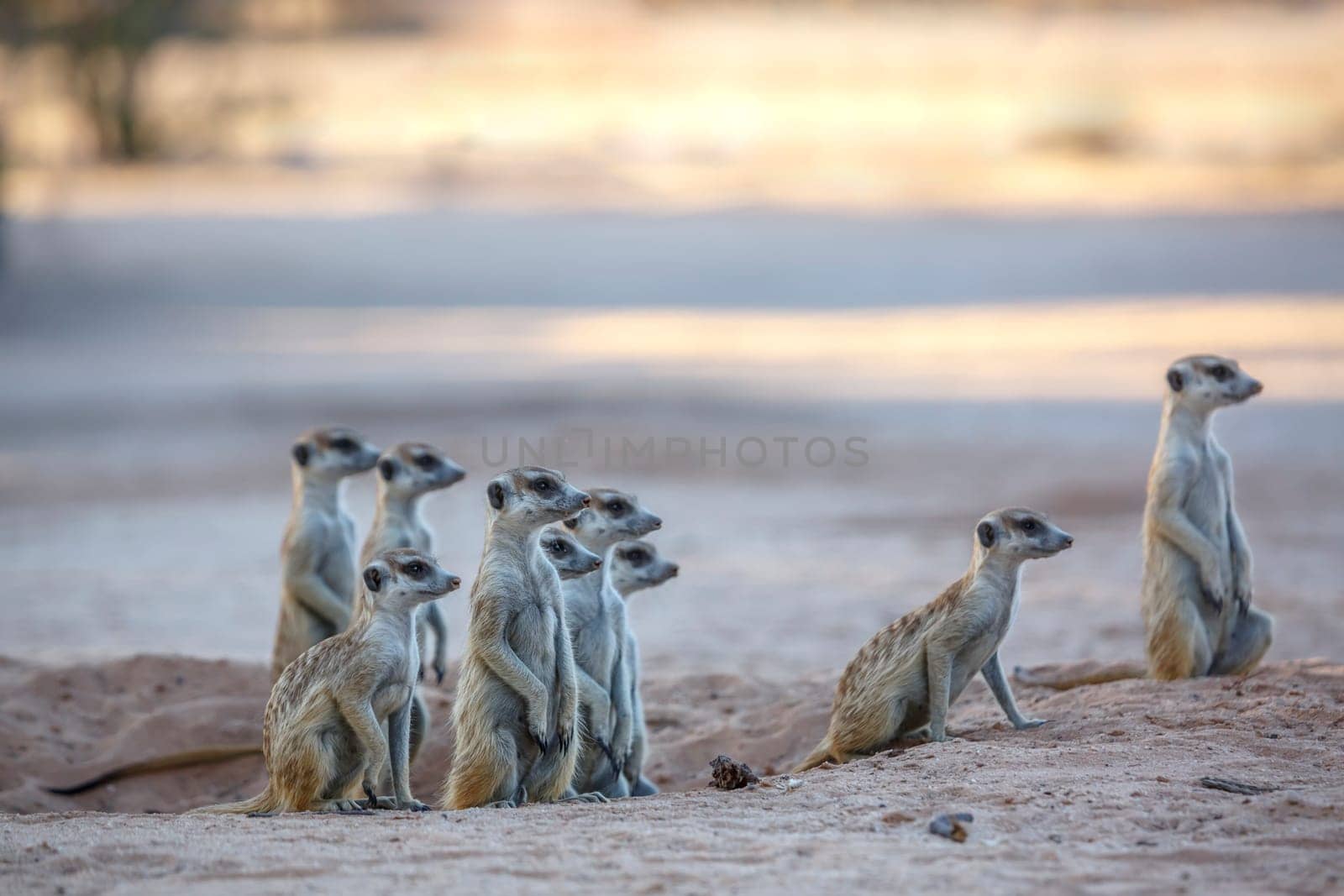 Smalll group of Meerkats in alert at dusk in Kgalagadi transfrontier park, South Africa; specie Suricata suricatta family of Herpestidae