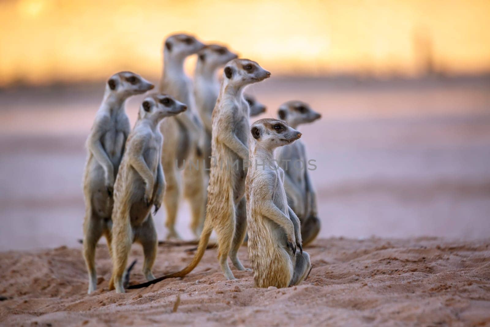 Smalll group of Meerkats in alert in Kgalagadi transfrontier park, South Africa; specie Suricata suricatta family of Herpestidae