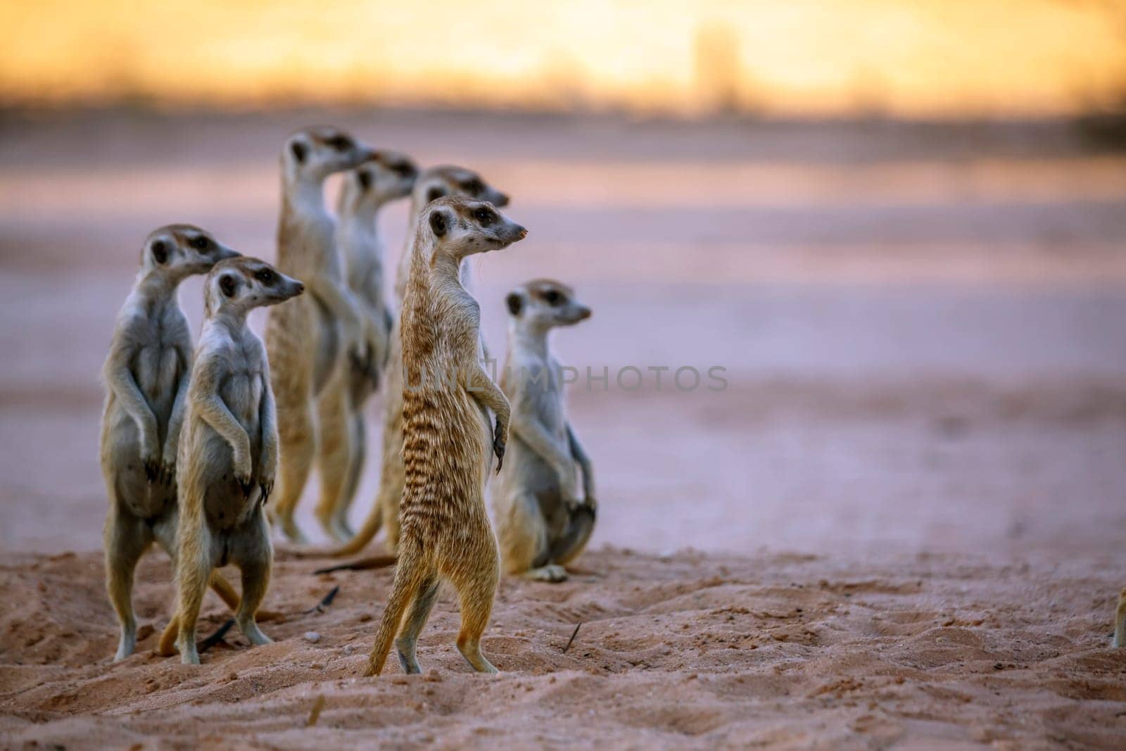 Meerkats in Kgalagadi transfrontier park, South Africa by PACOCOMO