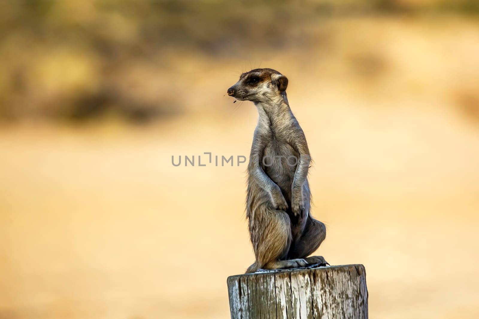 Meerkats in Kgalagadi transfrontier park, South Africa by PACOCOMO