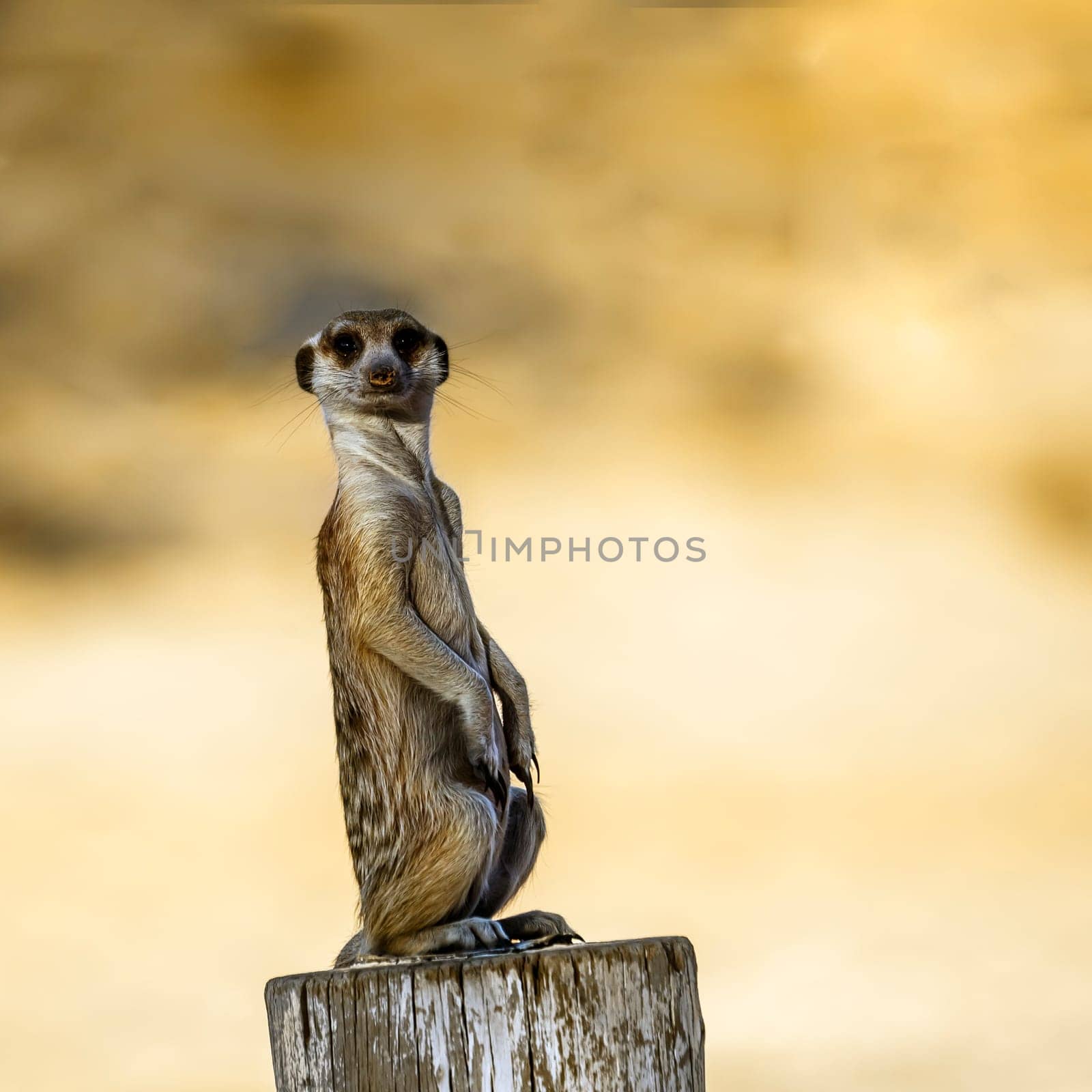 Meerkat in alert standing on a wood pole in Kgalagadi transfrontier park, South Africa; specie Suricata suricatta family of Herpestidae