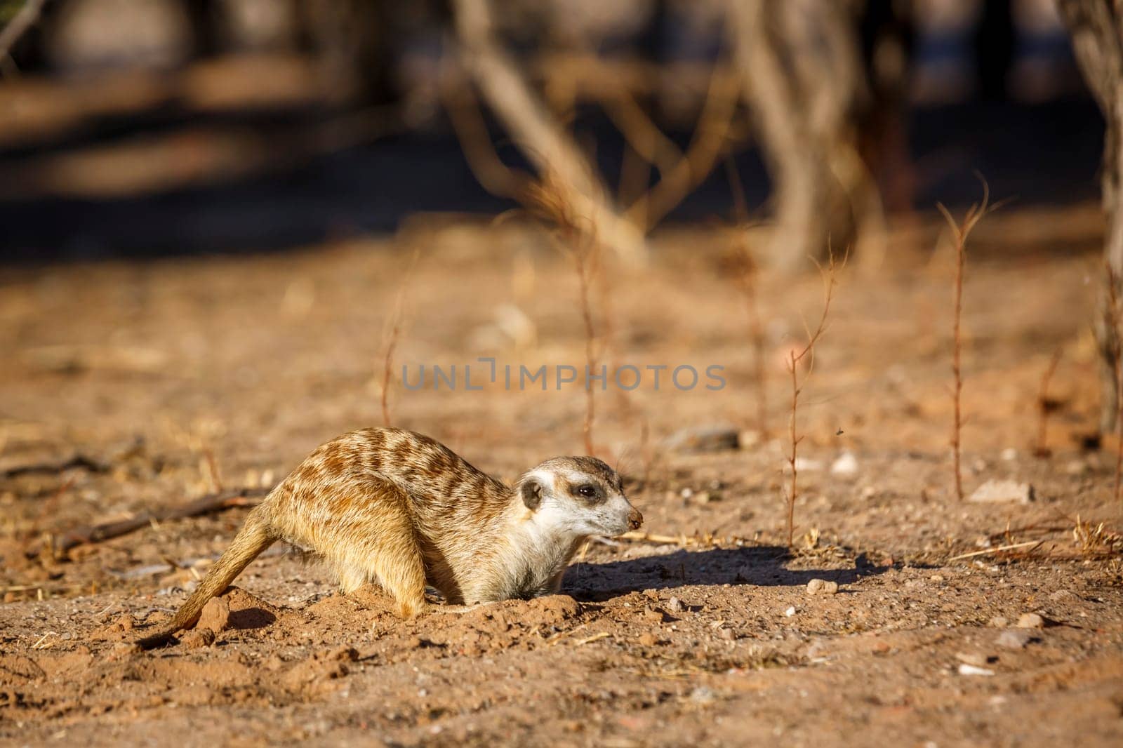 Meerkats in Kgalagadi transfrontier park, South Africa by PACOCOMO