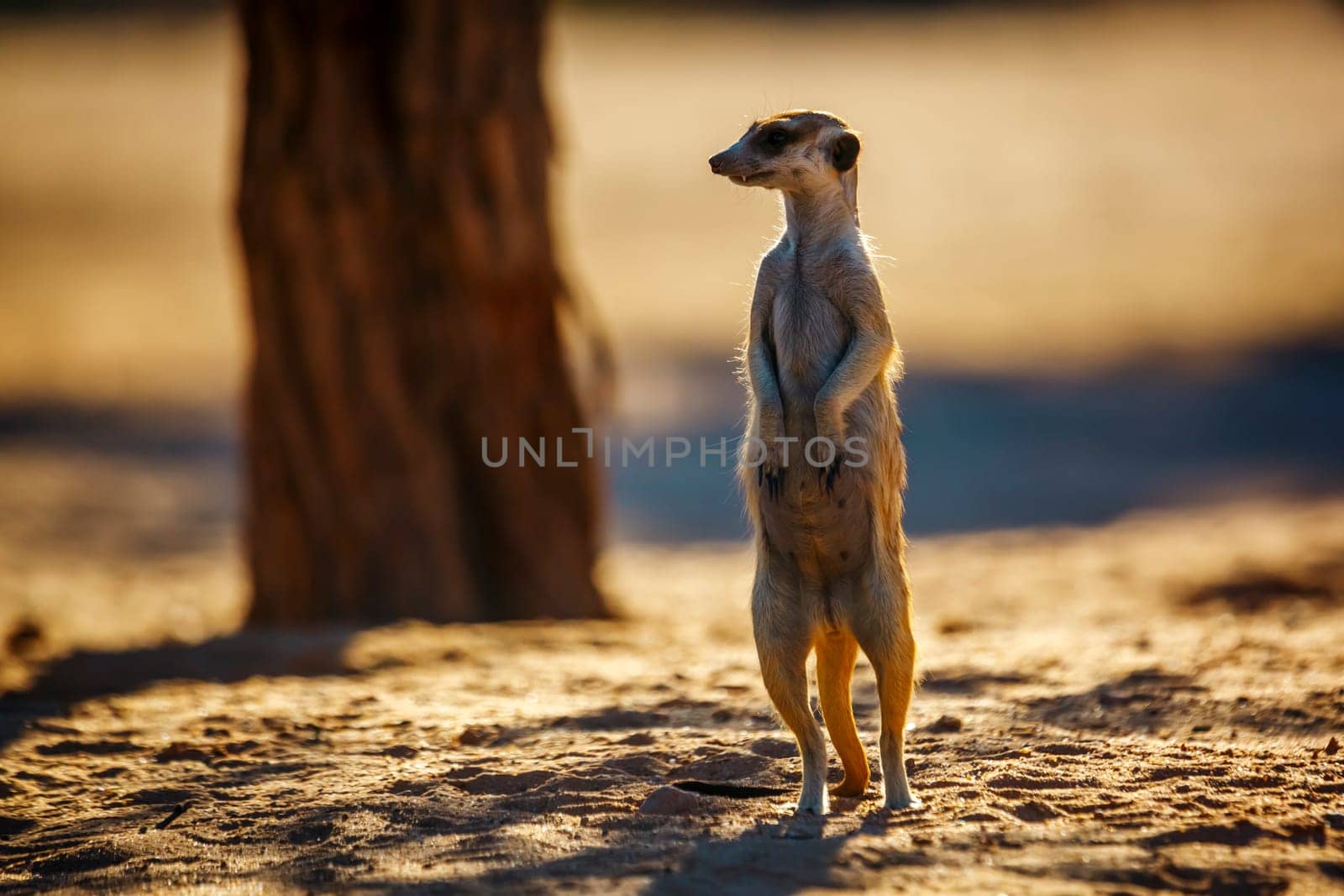 Meerkats in Kgalagadi transfrontier park, South Africa by PACOCOMO