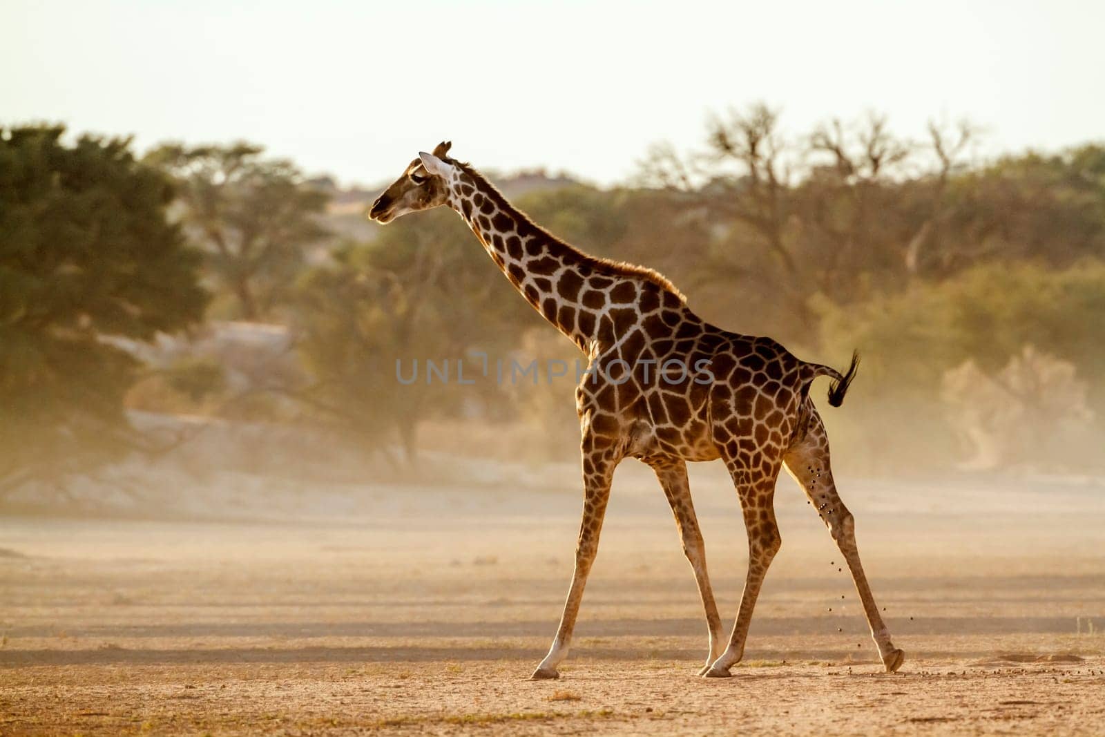 Giraffe dropping in desert area in Kgalagadi transfrontier park, South Africa ; Specie Giraffa camelopardalis family of Giraffidae