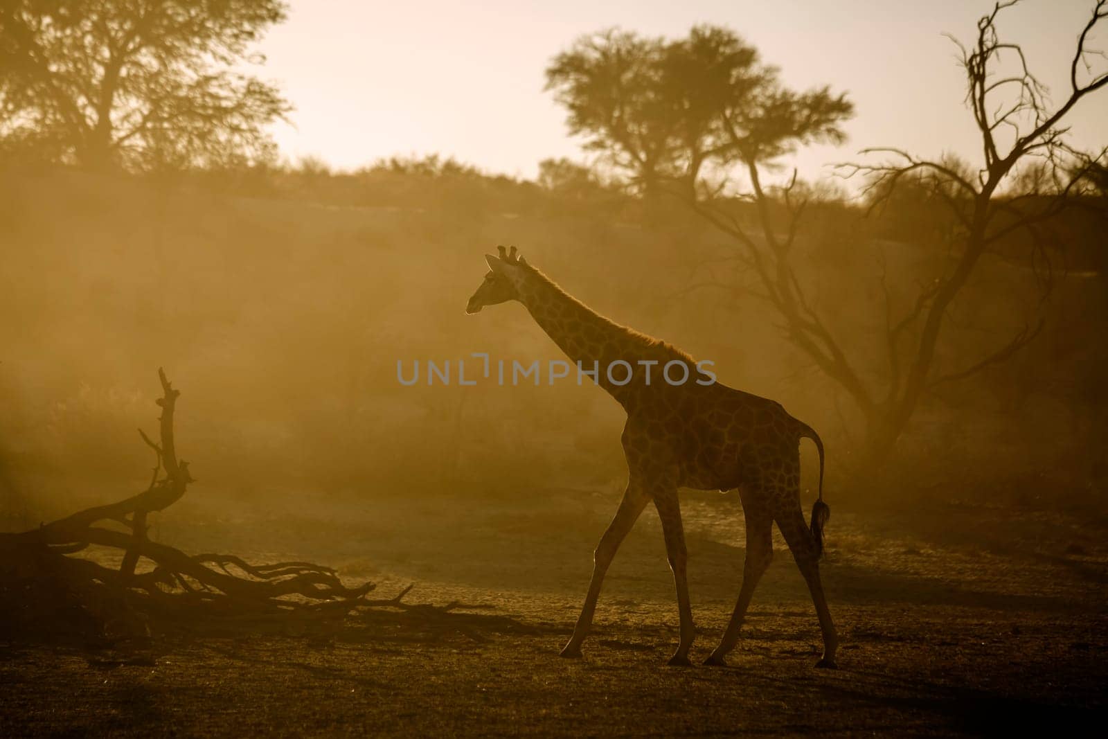 Giraffe walking backlit in morning light in Kgalagadi transfrontier park, South Africa ; Specie Giraffa camelopardalis family of Giraffidae