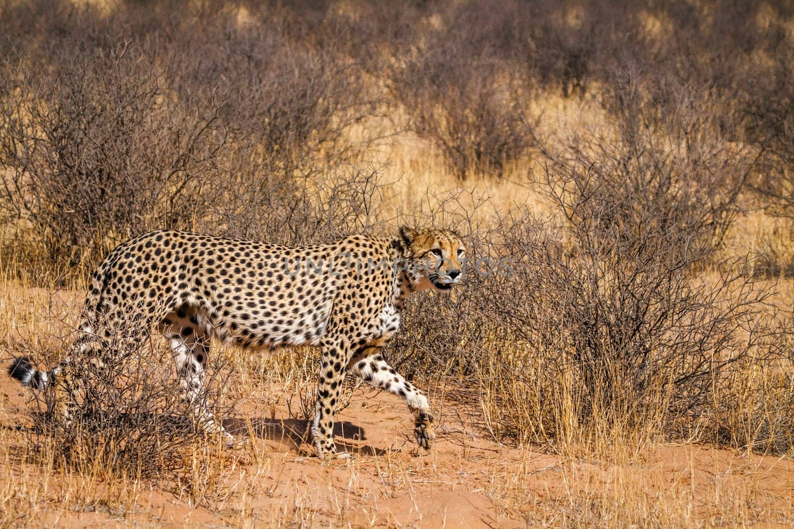 Cheetah walking in dry land in Kgalagadi transfrontier park, South Africa ; Specie Acinonyx jubatus family of Felidae