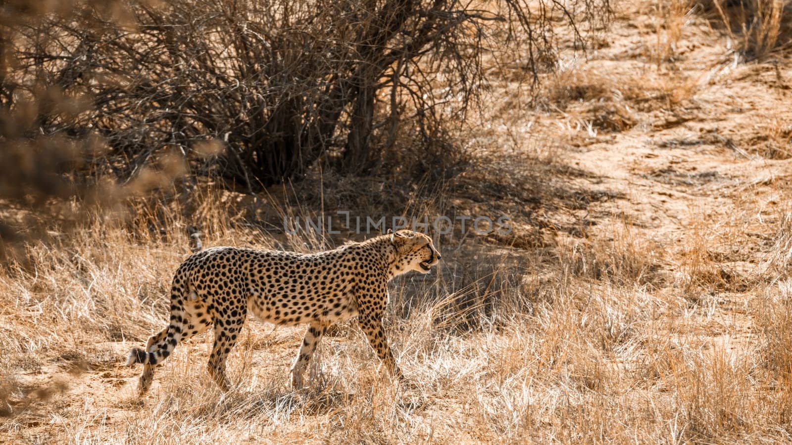 Cheetah walking backlit in dry land in Kgalagadi transfrontier park, South Africa ; Specie Acinonyx jubatus family of Felidae