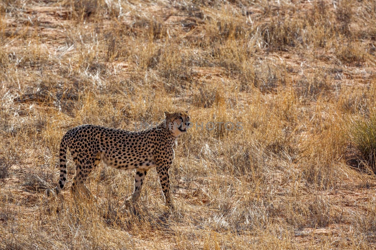 Cheetah walking backlit in dry land in Kgalagadi transfrontier park, South Africa ; Specie Acinonyx jubatus family of Felidae