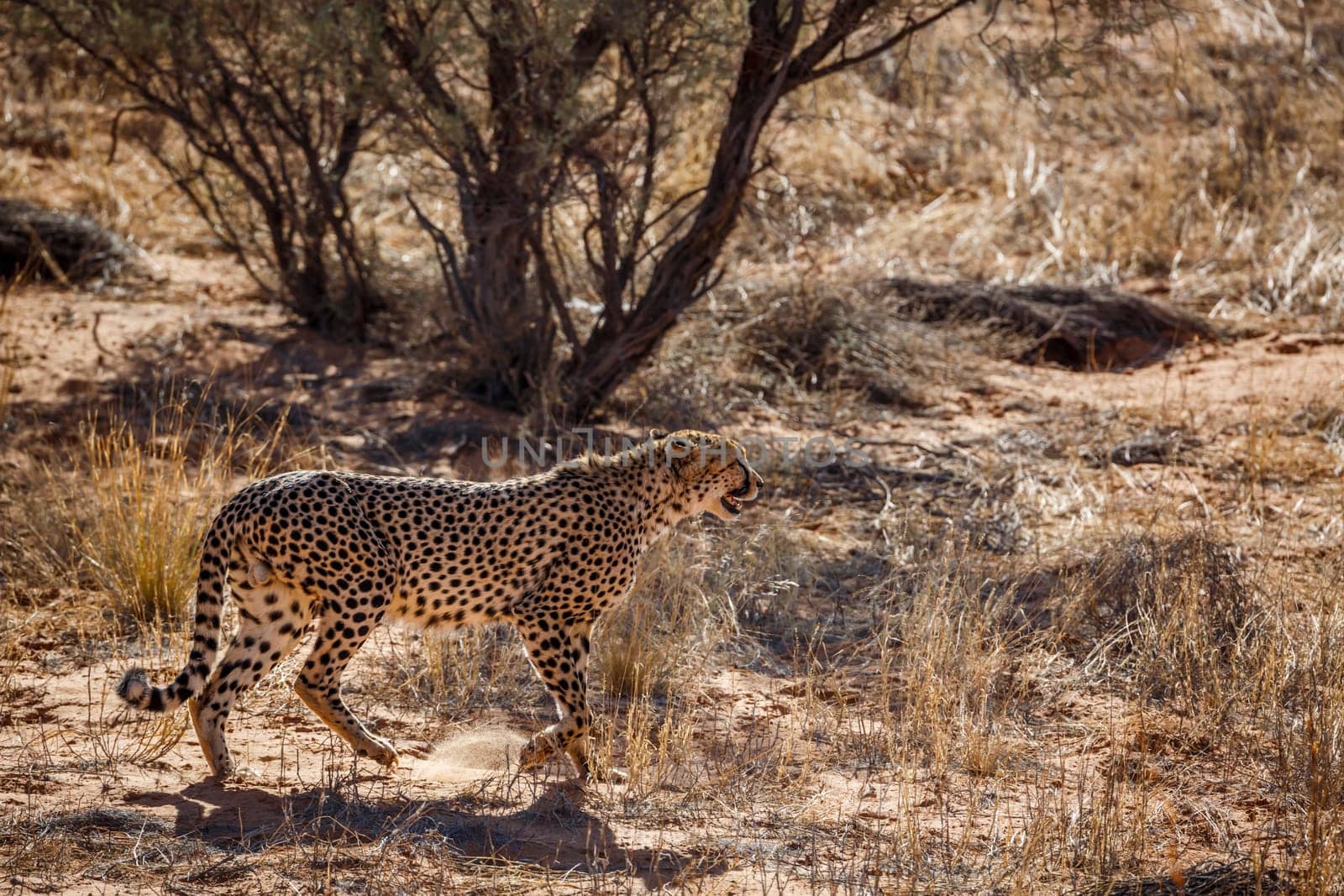 Cheetah walking backlit in dry land in Kgalagadi transfrontier park, South Africa ; Specie Acinonyx jubatus family of Felidae