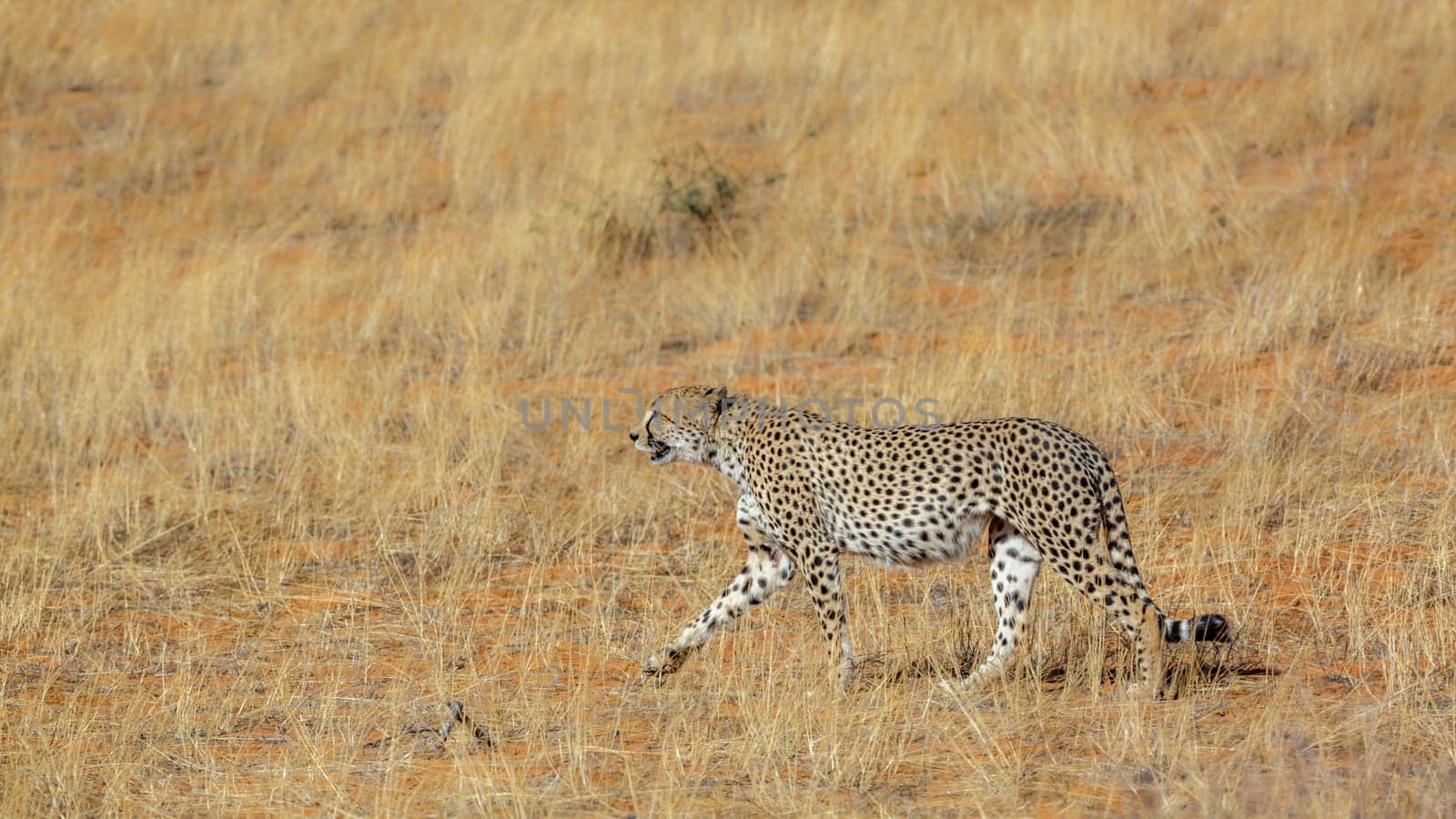 Cheetah walking in dry savannah in Kgalagadi transfrontier park, South Africa ; Specie Acinonyx jubatus family of Felidae