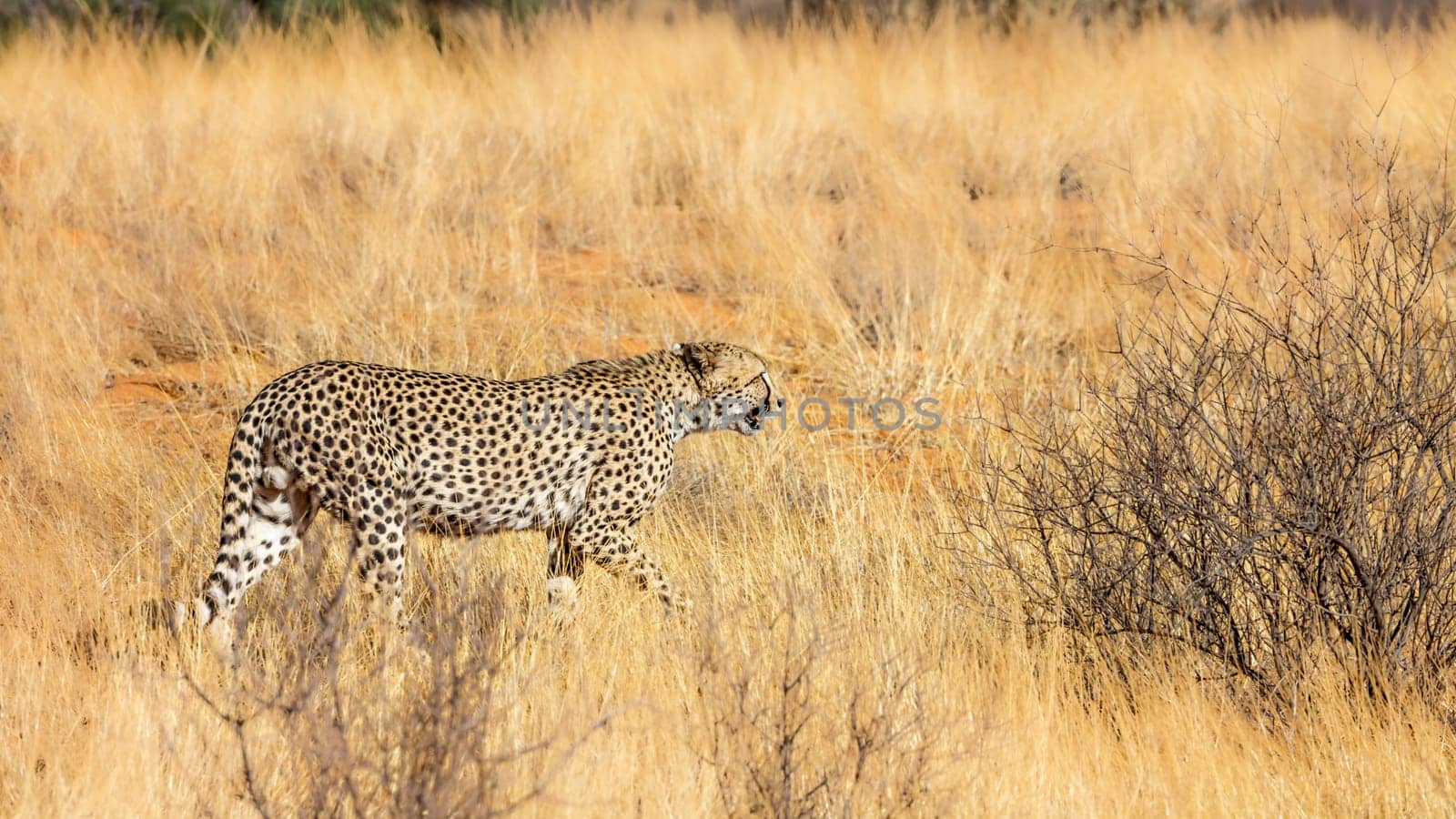 Cheetah walking in dry savannah in Kgalagadi transfrontier park, South Africa ; Specie Acinonyx jubatus family of Felidae