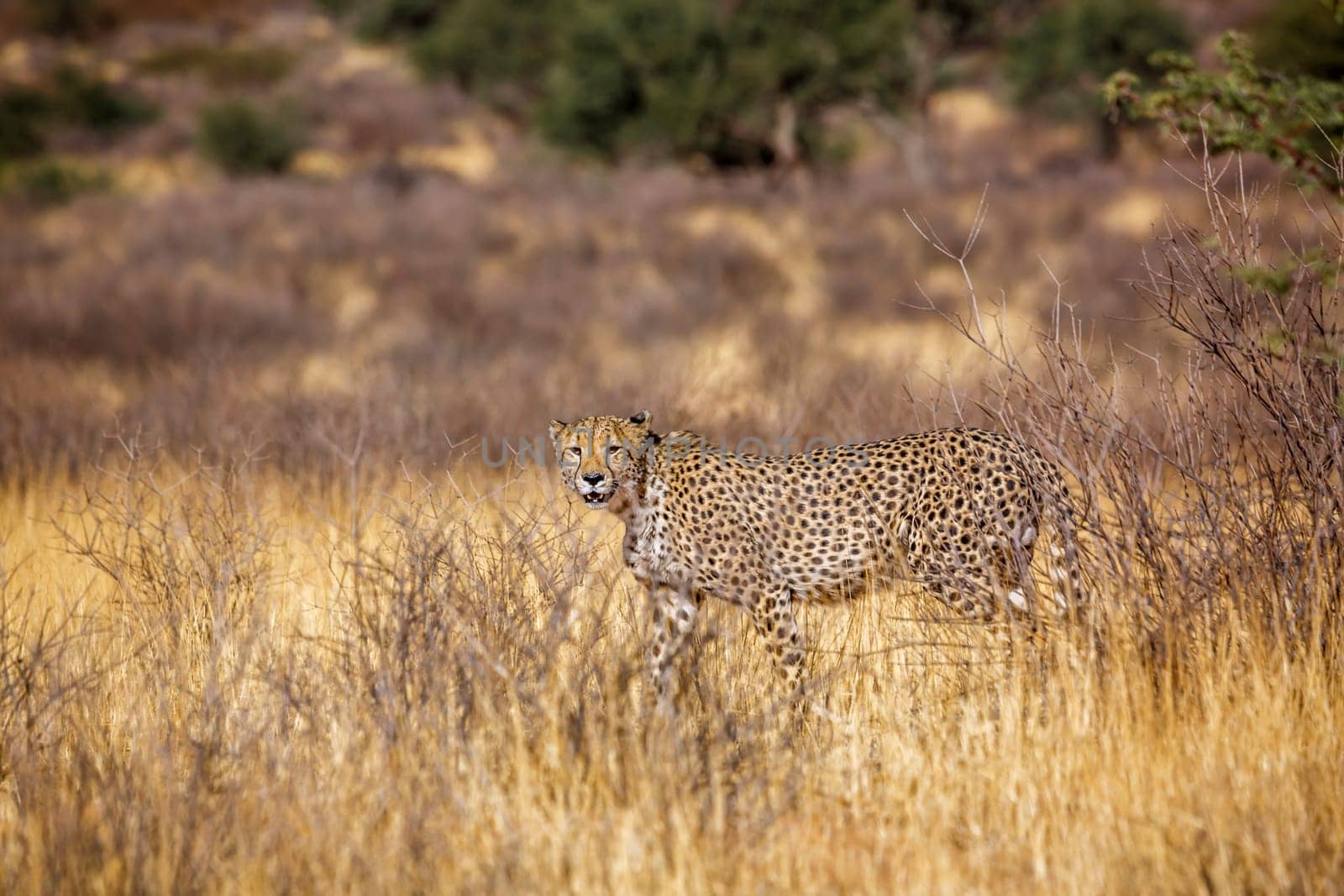 Cheetah walking in dry savannah in Kgalagadi transfrontier park, South Africa ; Specie Acinonyx jubatus family of Felidae