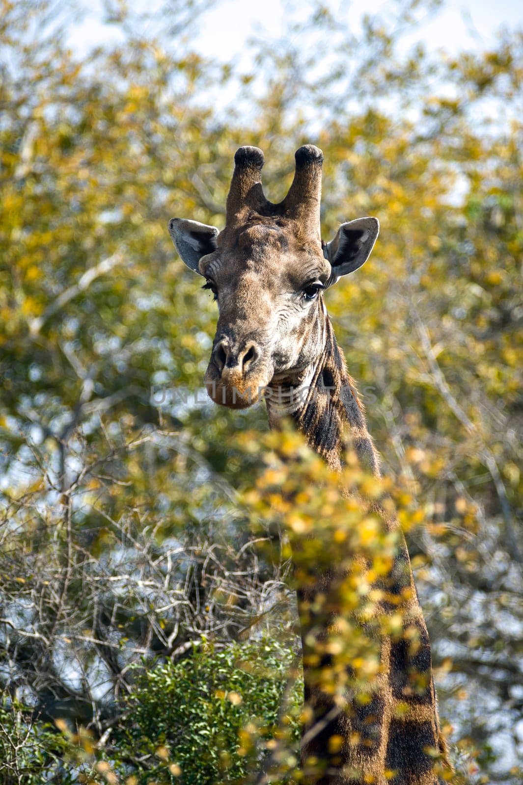 Giraffe (Giraffa camelopardalis) South Africa, Mpumalanga, Timbavati Nature Reserve