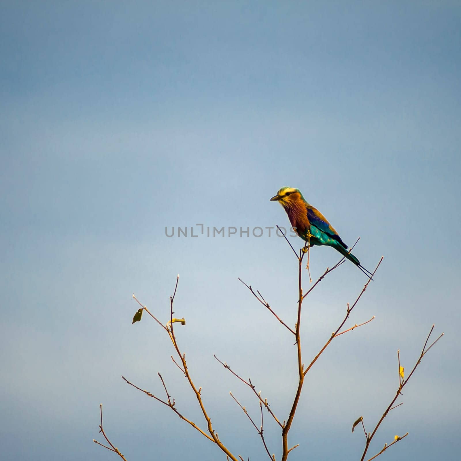 Lilacbreasted Roller (Coracias caudata) South Africa, Mpumalanga, Timbavati Nature Reserve