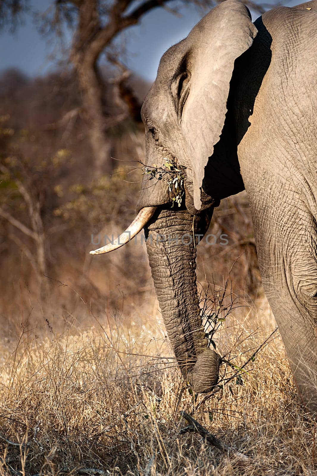 Elephant (Loxodonta africana) South Africa, Mpumalanga, Timbavati Nature Reserve