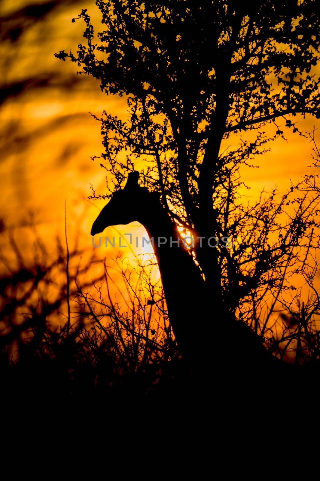 Giraffe (Giraffa camelopardalis) South Africa, Mpumalanga, Timbavati Nature Reserve