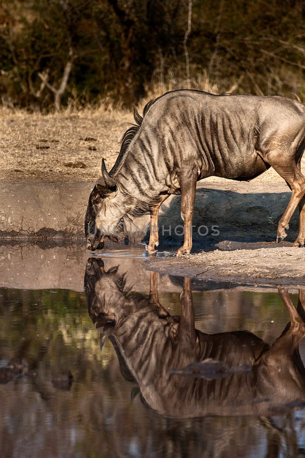 Blue Wildebeest (Connochaetes taurinus) South Africa, Mpumalanga, Timbavati Nature Reserve