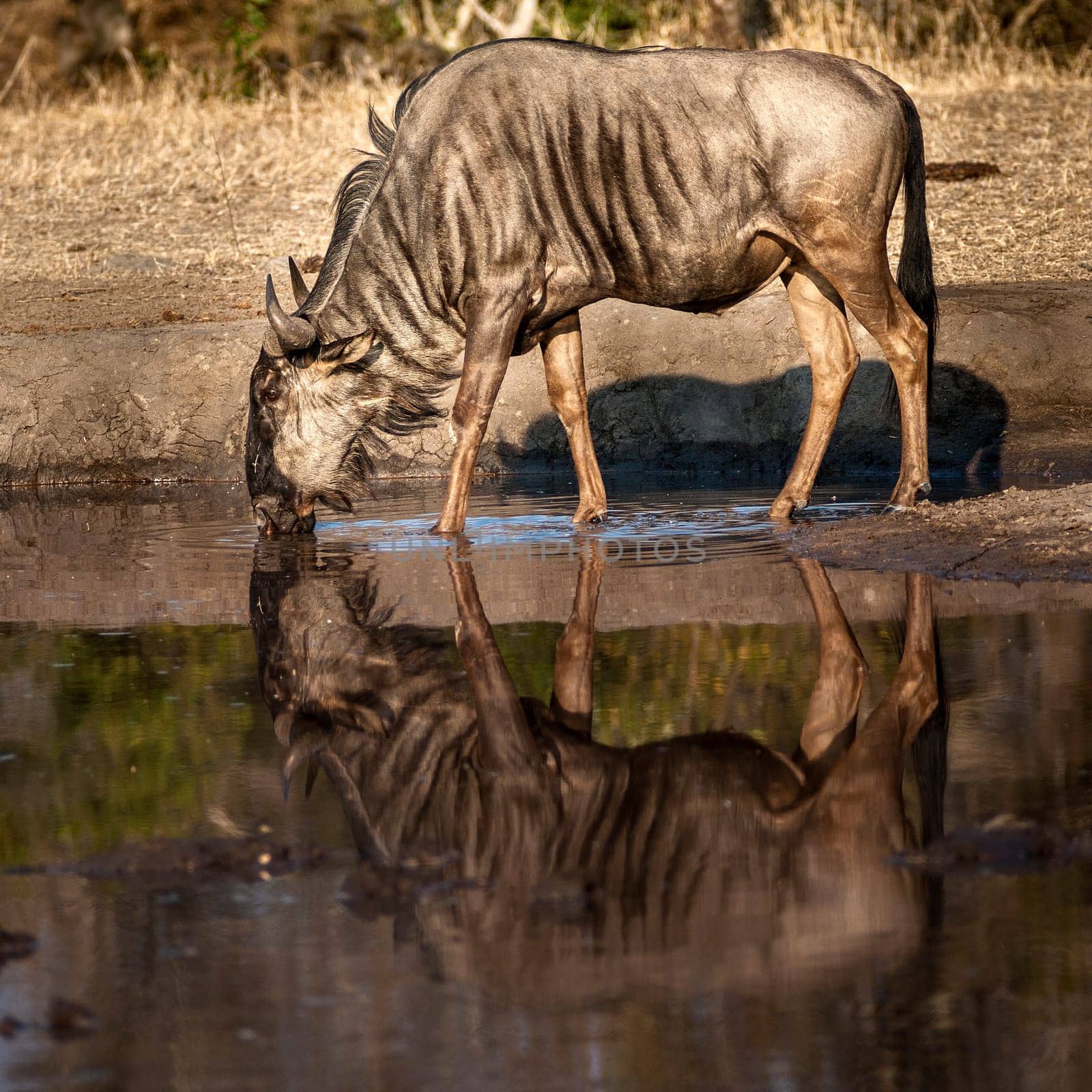 Blue Wildebeest (Connochaetes taurinus) South Africa, Mpumalanga, Timbavati Nature Reserve