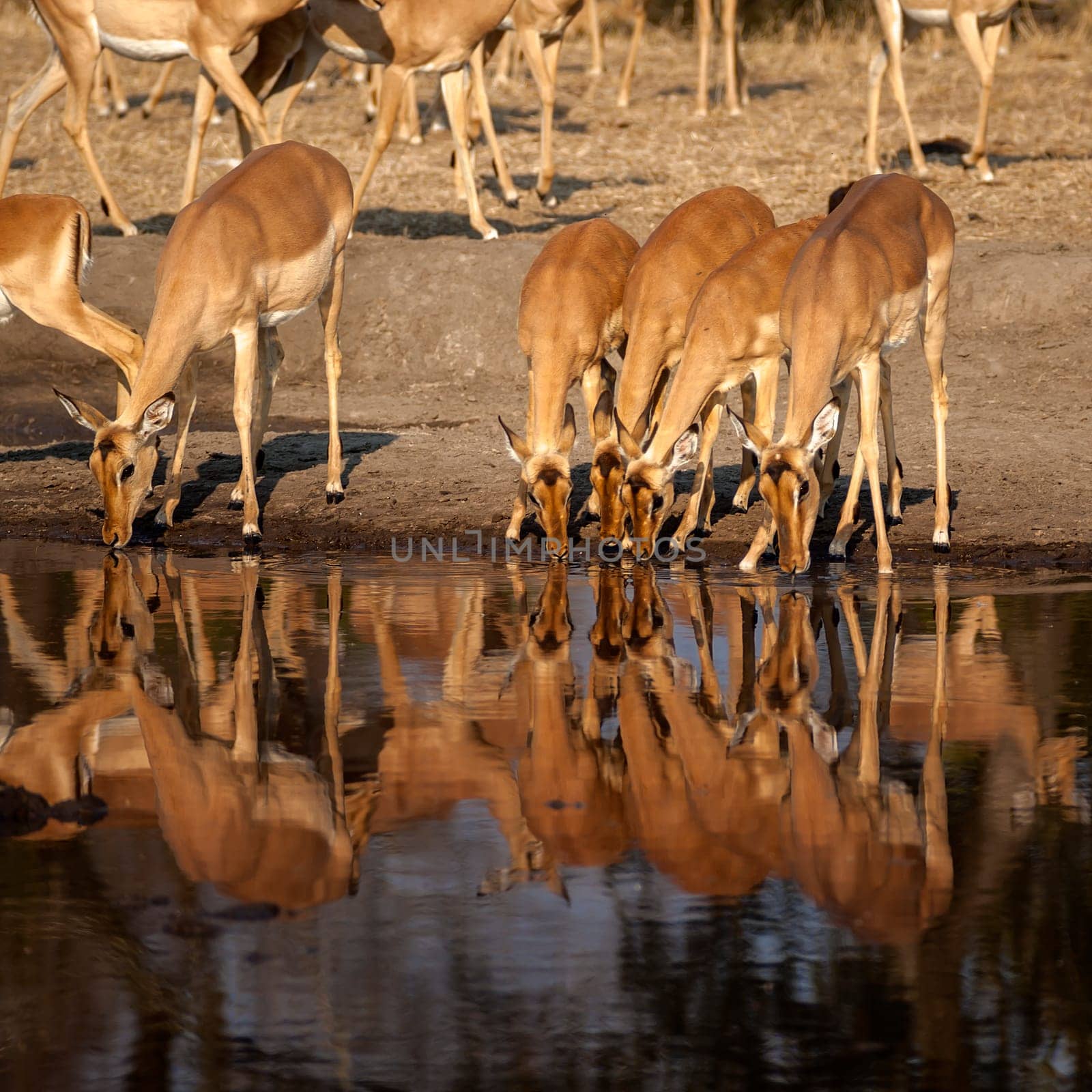 Impala (Aepyceros melampus) South Africa, Mpumalanga, Timbavati Nature Reserve